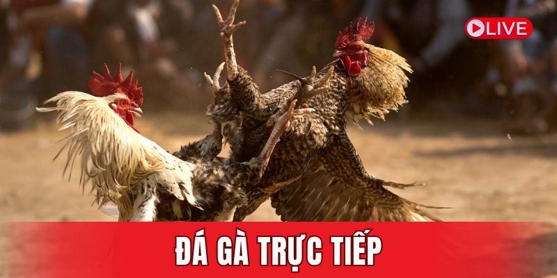 đá gà trực tiếp