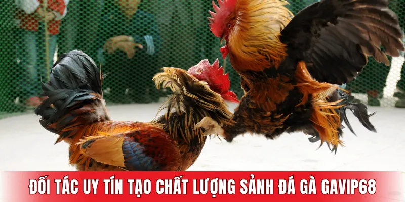 Đối tác uy tín tạo nên chất lượng của sảnh Đá gà GAVIP68