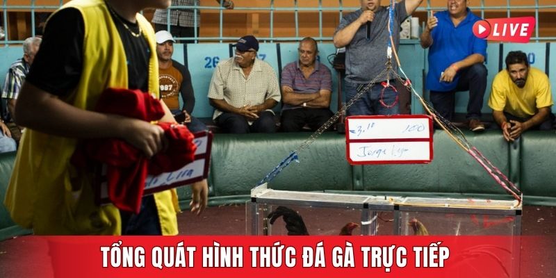 Tổng quát hình thức đá gà trực tiếp
